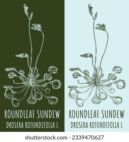 Vector drawing ROUNDLEAF SUNDEW. Hand drawn illustration. The Latin name is DROSERA ROTUNDIFOLIA L