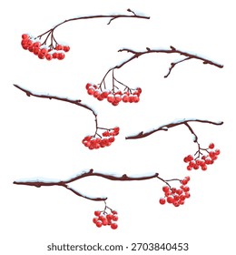 vector drawing rowan branches with red berries and snow in winter, design elements isolated at white background, hand drawn illustration