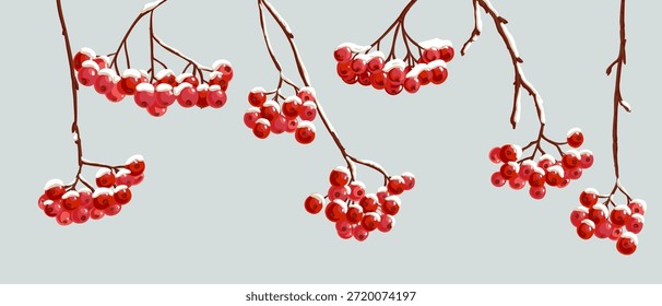 vector drawing rowan branches with red berries and snow in winter, natural background, hand drawn illustration