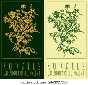 Vektorgrafik, die RÜTTEL zeichnet. Handgezeichnete Illustration. Der Name des Latins ist CALENDULA OFFICINALIS L.
