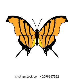 vector drawing ruddy daggerwing butterfly, Marpesia petreus, hand drawn illustration