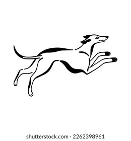 Vector drawing of a running dog. Dog of hunting breed. Greyhound dog outline drawing, line drawing, silhouette isolated on white background.