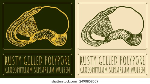 Vector drawing RUSTY GILLED POLYPORE. Hand drawn illustration. The Latin name is GLOEOPHYLLUM SEPIARIUM WULFEN.
