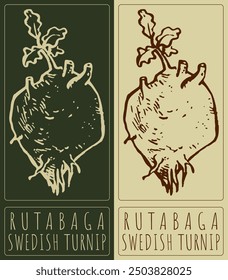 Vector drawing RUTABAGA. Hand drawn illustration. Latin name is SWEDISH TURNIP.
