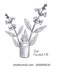 vector drawing sage essential oil, salvia officinalis, hand drawn illustration