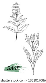 Vector drawing of sage. Isolated medical flower and leaves. Herbal engraved style illustration. Botanical plant illustration.