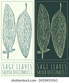 Dibujo vectorial SAGE LEAVES. Dibujado a mano ilustración. El nombre en latín es SALVIA OFFICINALIS L.
