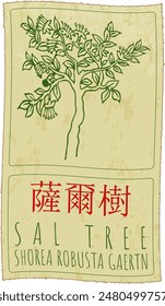 Vektorgrafik Zeichnung SAL TREE auf Chinesisch. Handgezeichnete Illustration. Der Name des Latins ist SHOREA ROBUSTA GAERTN.
