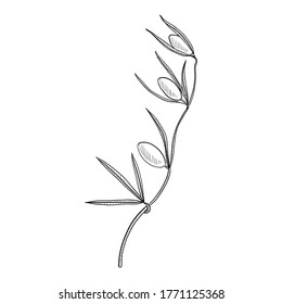 vector drawing Sao Caetano melon, Cayaponia espelina , hand drawn illustration of medicinal plant