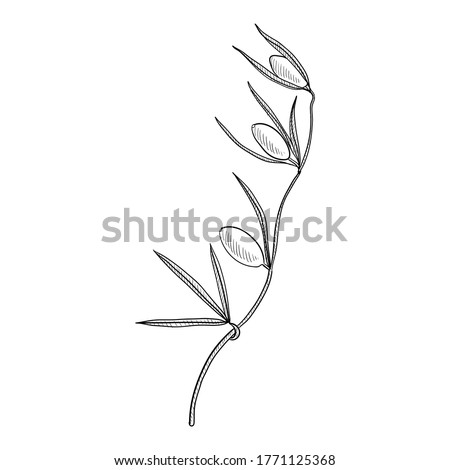 vector drawing Sao Caetano melon, Cayaponia espelina , hand drawn illustration of medicinal plant