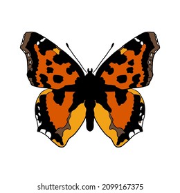 vector drawing scarce tortoiseshell butterfly,Nymphalis xanthomelas, hand drawn illustration