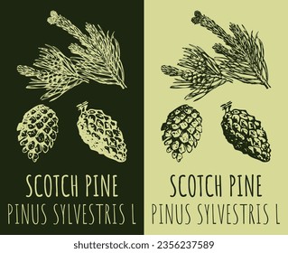 Vector dibujando el PINO SCOTCH. Ilustración dibujada a mano. El nombre latino es PINUS SYLVESTRIS L.
