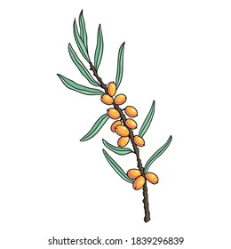 vector drawing sea buckthorn branch with berries and leaves,Hippophae rhamnoides , hand drawn illustration