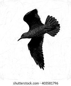 Vector drawing of sea gull flies on white background. Style of an ancient engraving.