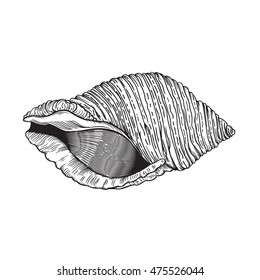 Vector drawing of a / Sea Shell Line Art / Easy to edit and colorize, easy to isolate.
