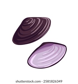 vector drawing sea shell, mussels, seashell isolated at white background, hand drawn illustration