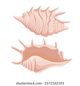 vector drawing sea shell, spider conch, isolated at white background, hand drawn illustration