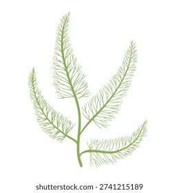 Vector drawing sea weed, green algae, hen pen, Bryopsis plumosa, hand drawn illustration