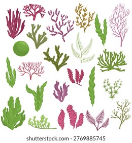 Vector drawing sea weed, red, green and brown algaes, hand drawn illustration