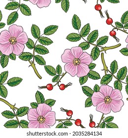 vector drawing seamless pattern with cinnamon rose , Rosa majalis, hand drawn background with medicinal plant
