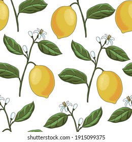 vector drawing seamless pattern with lemon branch at white background, hand drawn illustration