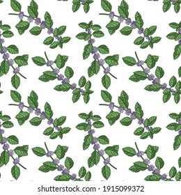 vector drawing seamless pattern with peppermint flowers, Mentha piperita, hand drawn illustration