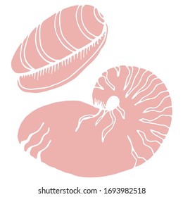 
Vector drawing seashells. Summer, sea, ocean. Sketch, illustration. Decorative image