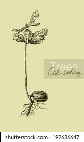 Vector Drawing Of A Seedling Oak