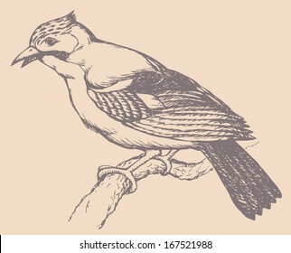 Vector drawing of a series "Birds". Jays are several species of medium-sized, usually colorful and noisy, passerine birds in the crow family Corvidae.Most popular types is Eurasian Jay and Blue Jay