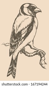 Vector drawing of a series of monochrome sketches "Birds". European Goldfinch (carduelis carduelis), is a small passerine bird in the finch family