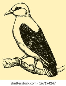 Vector drawing of a series of monochrome sketches "Birds". The Eurasian Golden Oriole is the only member of the oriole family of passerine birds breeding in northern hemisphere temperate regions