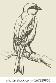 Vector drawing of a series of monochrome sketches "Birds". Lanius, the typical shrikes, are a genus of passerine birds in the shrike family