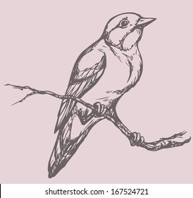 Vector drawing of a series of monochrome sketches "Birds". Spotted Flycatcher , European Pied Flycatcher, Red-breasted Flycatcher, is a small passerine birds in the Old World flycatcher family