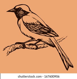 Vector drawing of a series of monochrome sketches "Birds". Redstart, is a small passerine bird in the redstart genus Phoenicurus