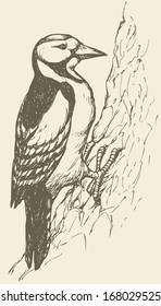  Vector drawing of a series of monochrome sketches "Birds". The woodpeckers, piculets, wrynecks, and sapsuckers are a family, Picidae, of near-passerine birds