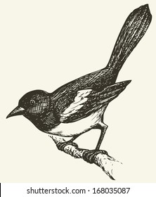 Vector drawing of a series of monochrome sketches "Birds". Magpies are birds of the corvidae (crow) family, including the black and white Eurasian Magpie