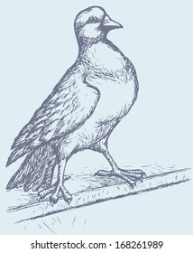 Vector drawing of a series of monochrome sketches "Birds". Pigeons and doves constitute the bird clade Columbidae