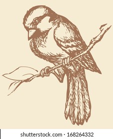 Vector drawing of a series of monochrome sketches "Birds".  Sparrow is a small passerine birds, Passeridae. They are also known as true sparrows, or Old World sparrows