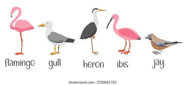 Conjunto de pájaros de dibujo de Vector, ilustración dibujada a mano, flamenco y gaviota, garza, ibis y jay, Elementos de diseño de naturaleza aislados