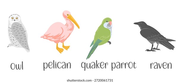 Vector que dibuja el conjunto de pájaros, ilustración dibujada a mano, búho. pelícano, loro cuáquero y cuervo, Elementos de diseño aislados de la naturaleza