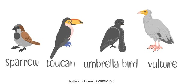conjunto de desenho vetorial de pássaros, ilustração desenhada à mão, pardal, tucano, guarda-chuva e abutre, elementos de design de natureza isolada