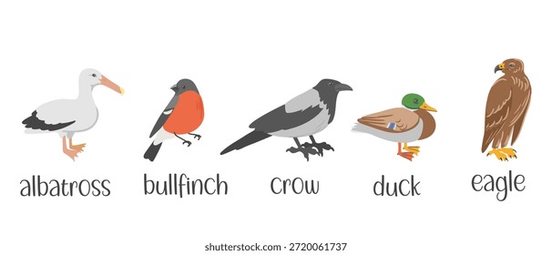 Conjunto de pájaros, ilustración dibujada a mano, albatros y jilgueros, cuervo, pato y águila, Elementos de diseño de naturaleza aislados Vector
