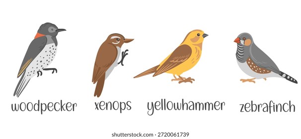 Conjunto de pájaros de dibujo de Vector, ilustración dibujada a mano, pájaro carpintero, xenops, yellowhammer y zebrafinch, Elementos de diseño de naturaleza aislados