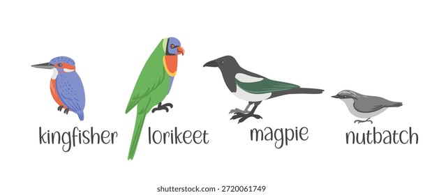conjunto de desenho vetorial de aves, ilustração desenhada à mão, kingfisher e lorikeet, magpie e nutbatch, elementos de design de natureza isolada