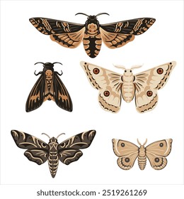 vector drawing set of butterflies, mothes, night-flies isolated at white background, natural elements, hand drawn illustration