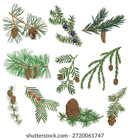 Vektorgrafik-Set von Nadelbaumzweigen mit Zapfen und grünen Nadeln einzeln auf weißem Hintergrund, handgezeichnete Illustration
