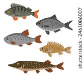 Vector drawing set of fishes, Eurasian ruffe, rutilus roach, northern pike, freshwater bream and perch isolated at white background, hand drawn vector illustration