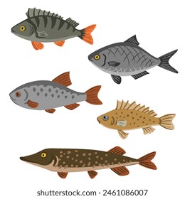 Vector drawing set of fishes, Eurasian ruffe, rutilus roach, northern pike, freshwater bream and perch isolated at white background, hand drawn vector illustration