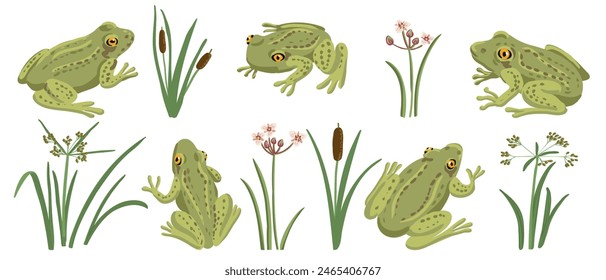 vector drawing set of grass frog and river plants isolated at white background, hand drawn illustration