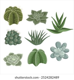 vector drawing set of house plants, succulents isolated at white background, hand drawn illustration